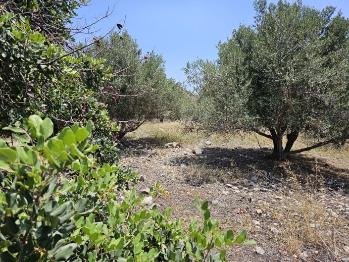 Image No.10-Terre à vendre à Pano Elounda