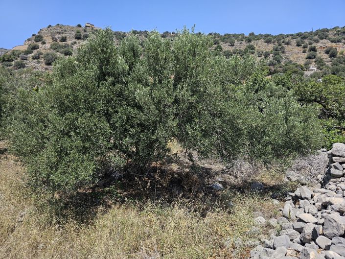 Image No.6-Terre à vendre à Pano Elounda