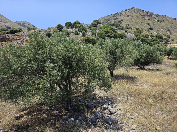 Image No.8-Terre à vendre à Pano Elounda