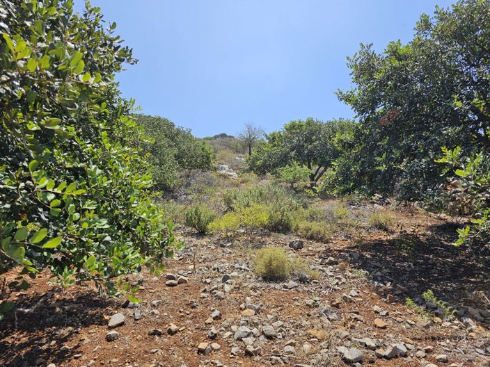 Image No.7-Terre à vendre à Epano Pines