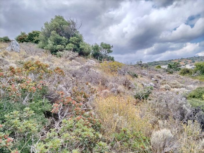 Image No.11-Terre à vendre à Milatos