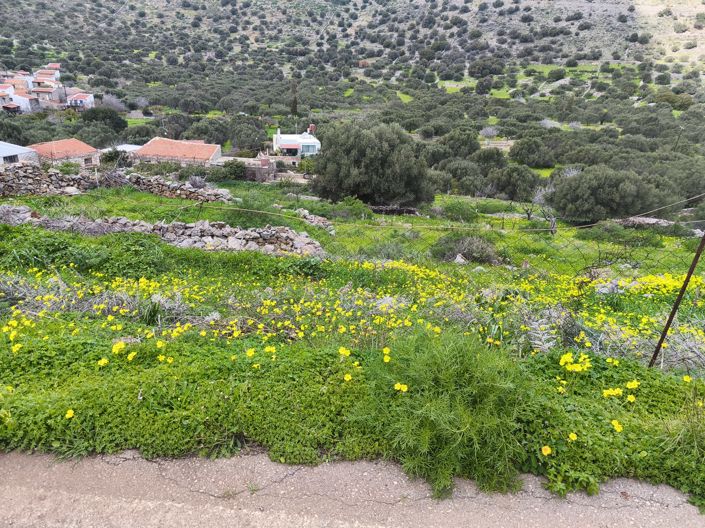 Image No.4-Terre à vendre à Kato Pine