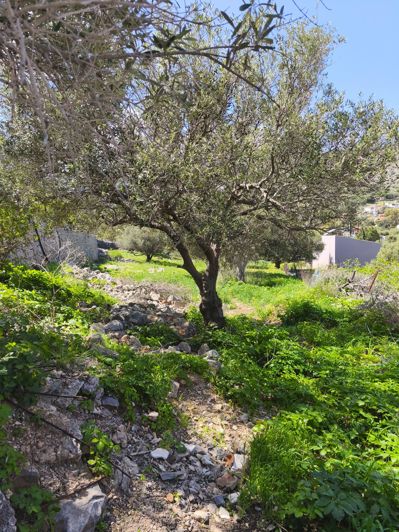 Image No.10-Terre à vendre à Kato Pine