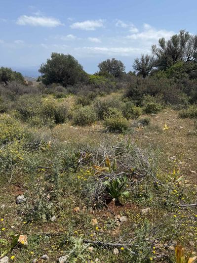 Image No.5-Terre à vendre à Agios Nikolaos