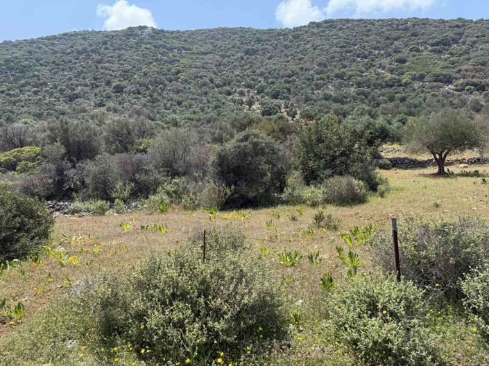 Image No.6-Terre à vendre à Agios Nikolaos