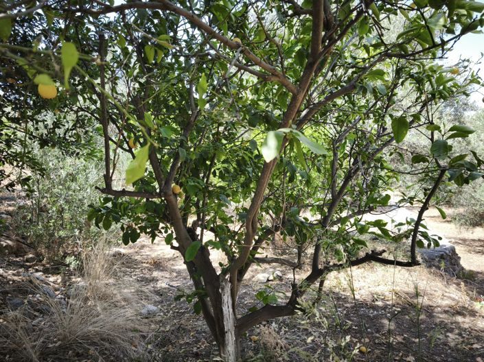 Image No.14-Maison à vendre à Kalo Chorio