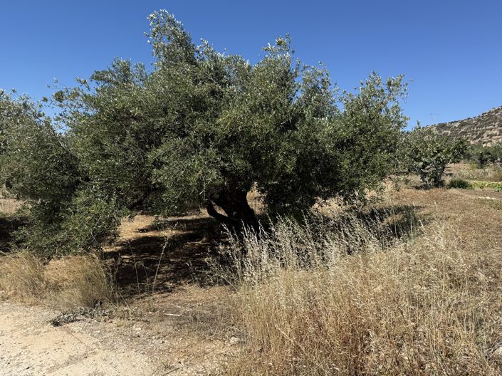 Image No.2-Propriété à vendre à Ierapetra