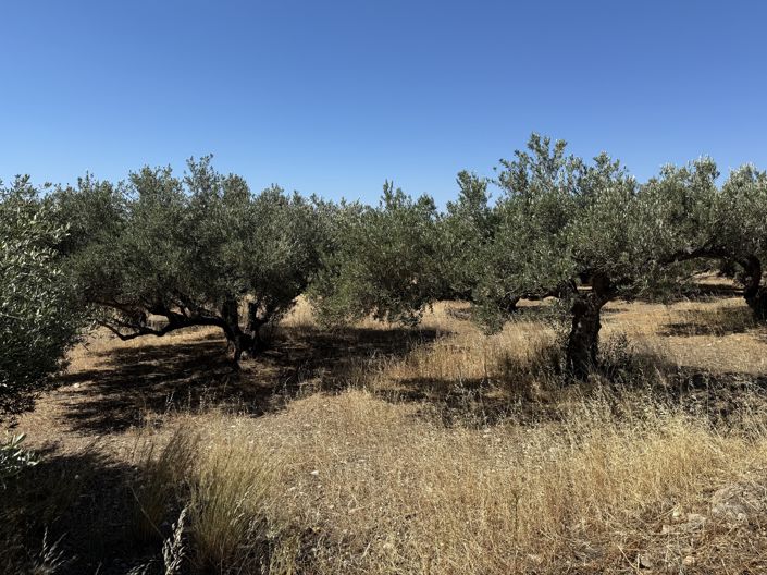 Image No.4-Propriété à vendre à Ierapetra