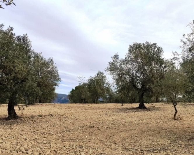 Image No.2-Propriété à vendre à Penáguila