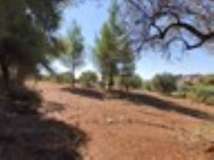 Image No.3-Terre à vendre à Halkidiki