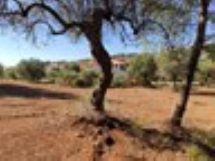 Image No.4-Terre à vendre à Halkidiki