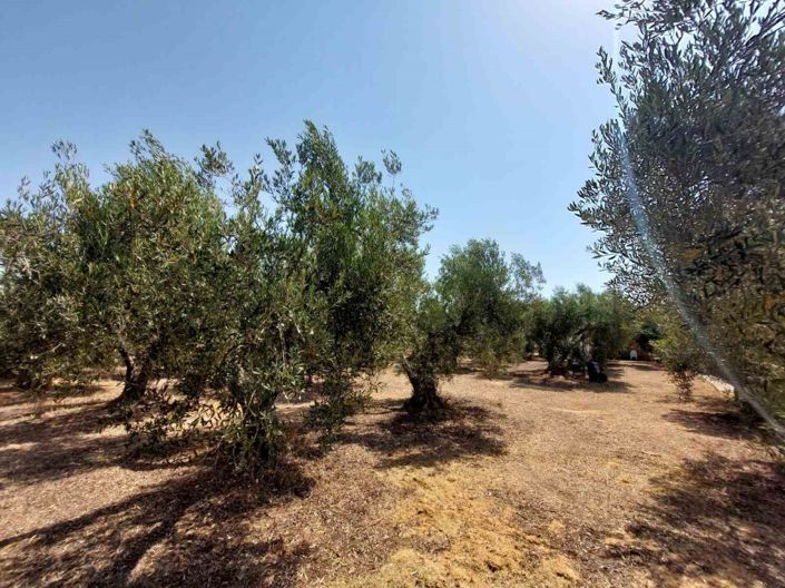 Image No.21-Terre à vendre à Halkidiki