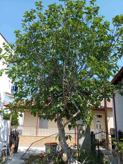 Image No.5-Propriété de 1 chambre à vendre à Halkidiki