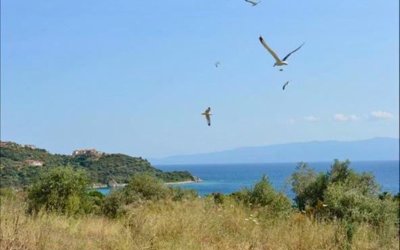 Photo 12 - Apartment 35 m² in Eastern Macedonia and Thrace