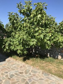 Photo 10 - Cottage 101 m² in Peloponnese