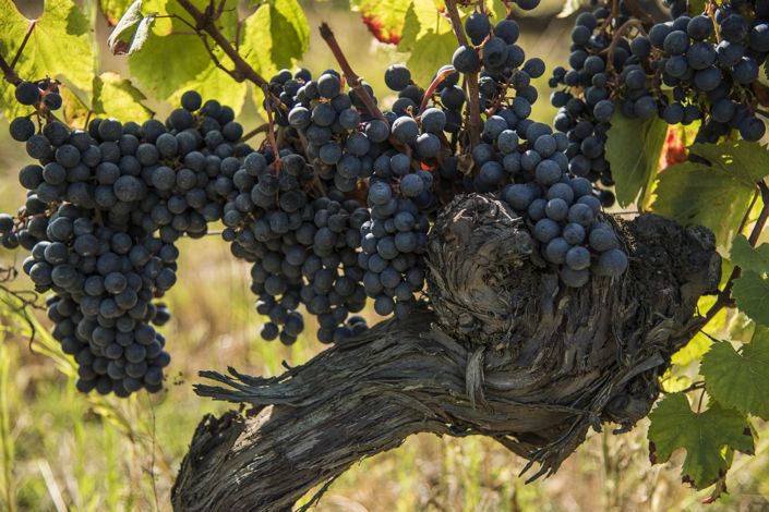 Image No.2-Maison de 5 chambres à vendre à Puy-l'Eveque