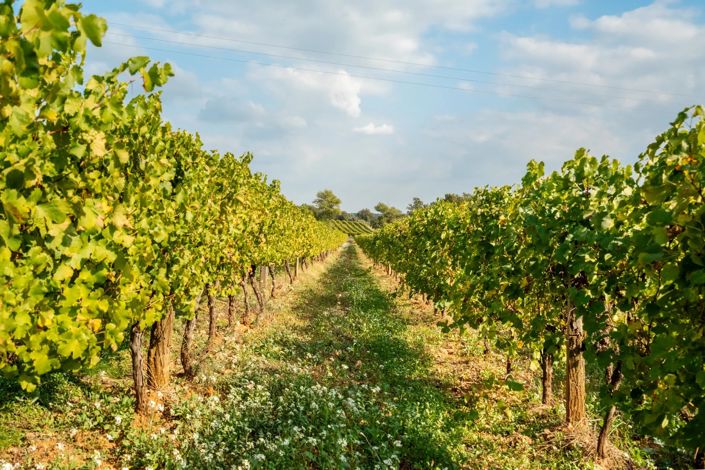 Image No.5-Maison à vendre à Fox-Amphoux