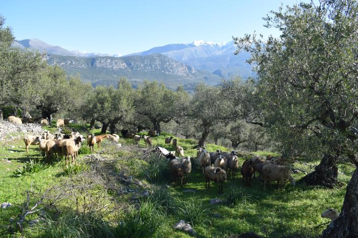 Image No.10-Maison de campagne de 2 chambres à vendre à Messinia