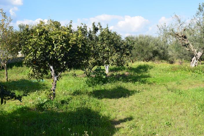 Image No.17-Bungalow de 3 chambres à vendre à Petalidi