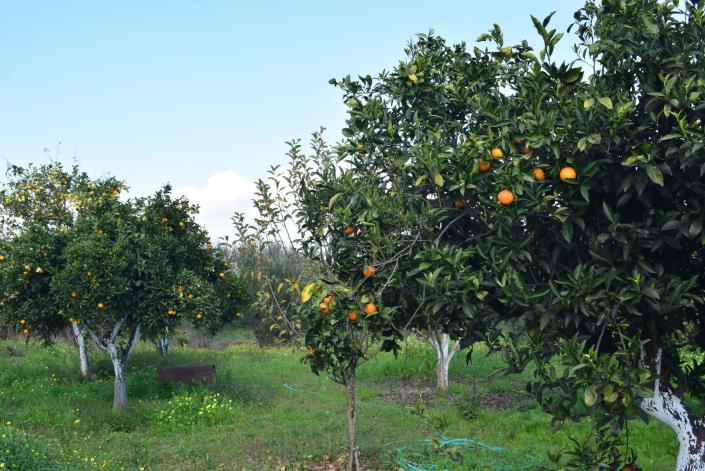 Image No.18-Bungalow de 3 chambres à vendre à Petalidi