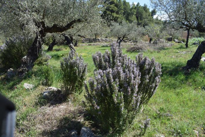 Image No.12-Bungalow à vendre à Messinia