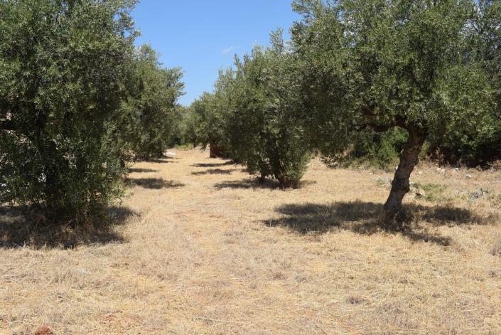 Image No.5-Plot for sale