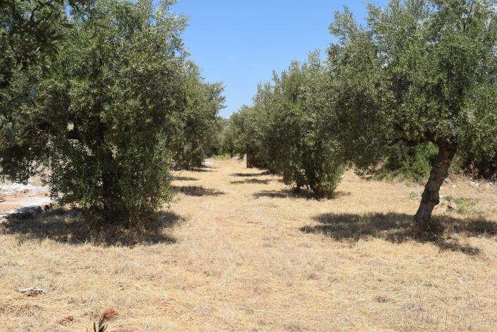 Image No.7-Plot for sale