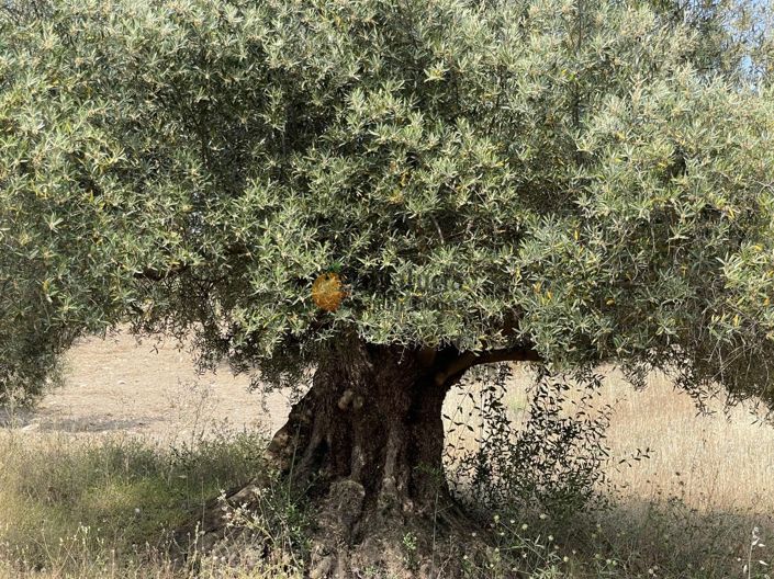 Image No.61-4 Bed Property for sale