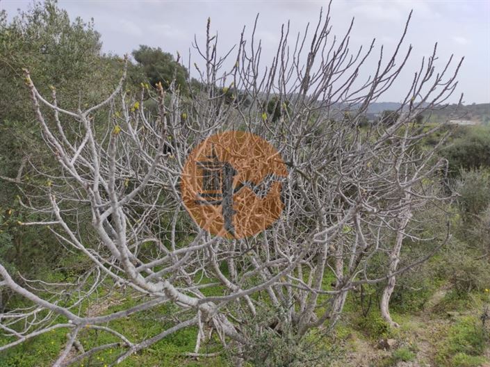 Image No.20-Terrain à vendre à Castro Marim