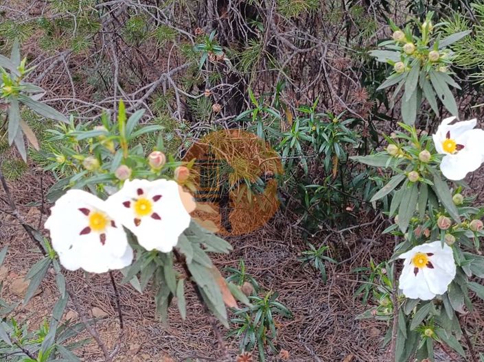 Image No.14-Plot for sale