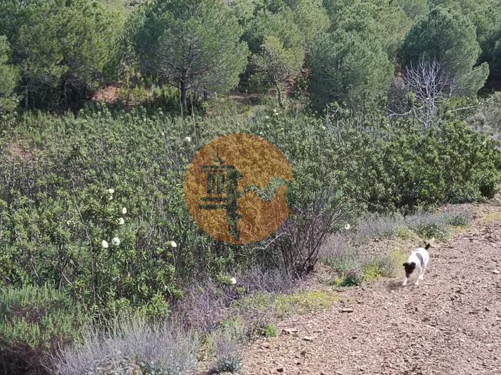 Image No.20-Plot for sale