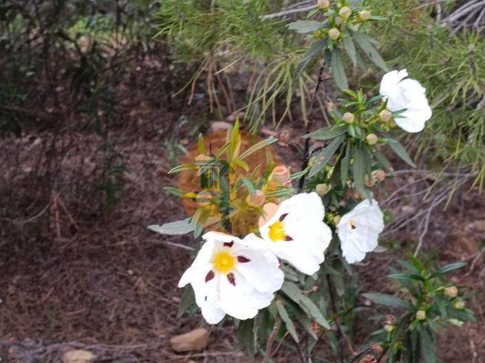 Image No.4-Plot for sale