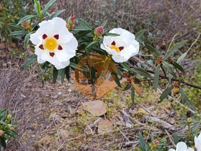 Image No.9-Plot for sale