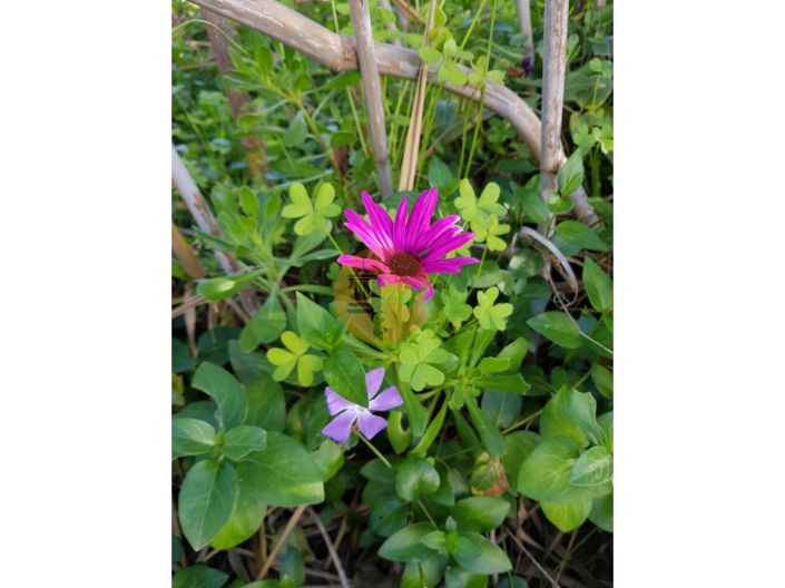 Image No.39-Terrain à vendre à Olhão