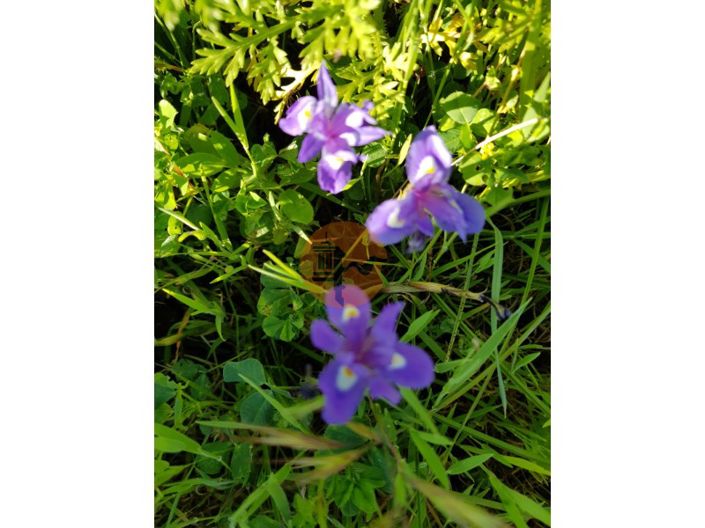 Image No.40-Terrain à vendre à Olhão