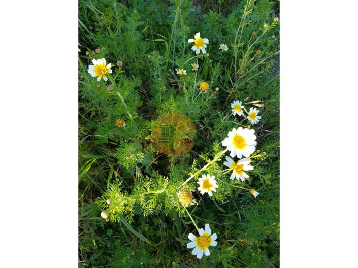 Image No.41-Terrain à vendre à Olhão