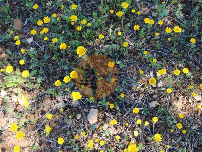 Image No.16-Plot for sale