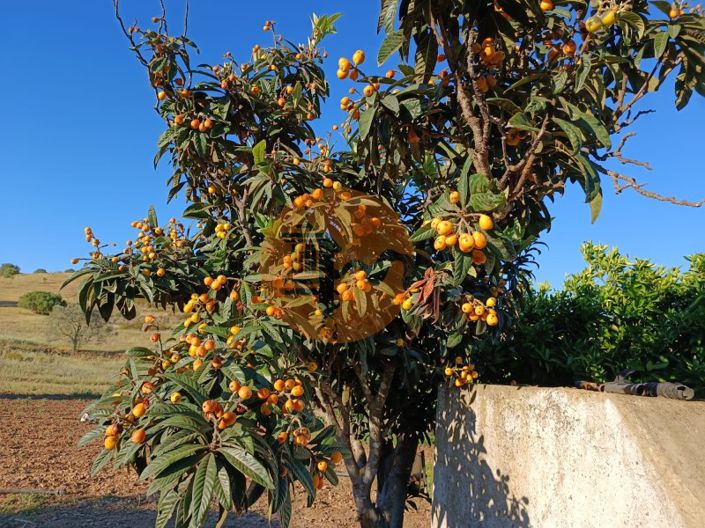 Image No.9-Plot for sale