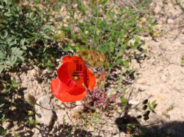 Image No.14-Plot for sale