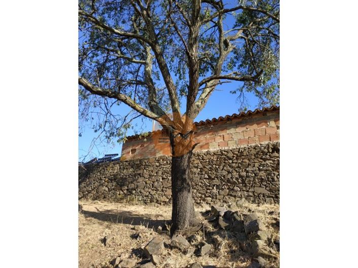 Image No.7-Maison de 3 chambres à vendre à Castro Marim