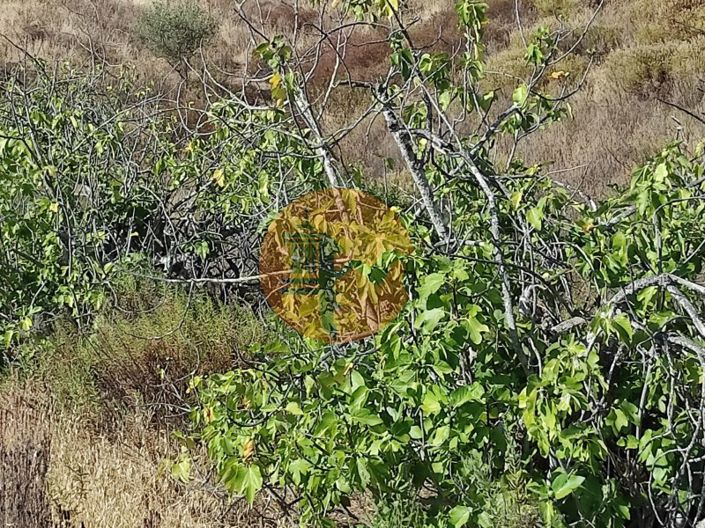 Image No.36-Plot for sale