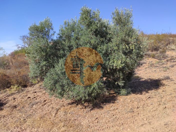 Image No.4-Plot for sale