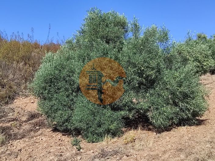 Image No.41-Plot for sale