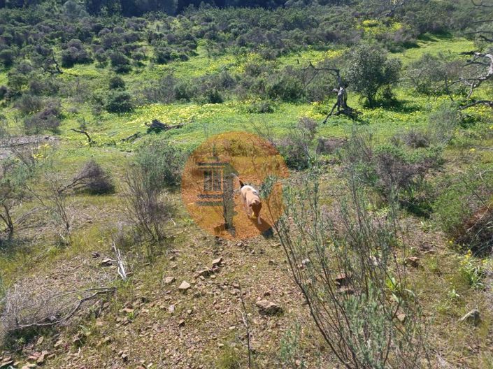 Image No.4-Plot for sale