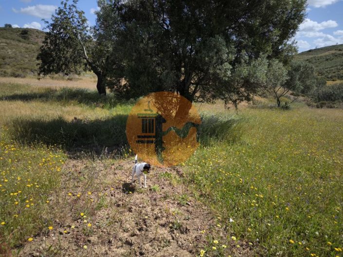 Image No.33-Plot for sale