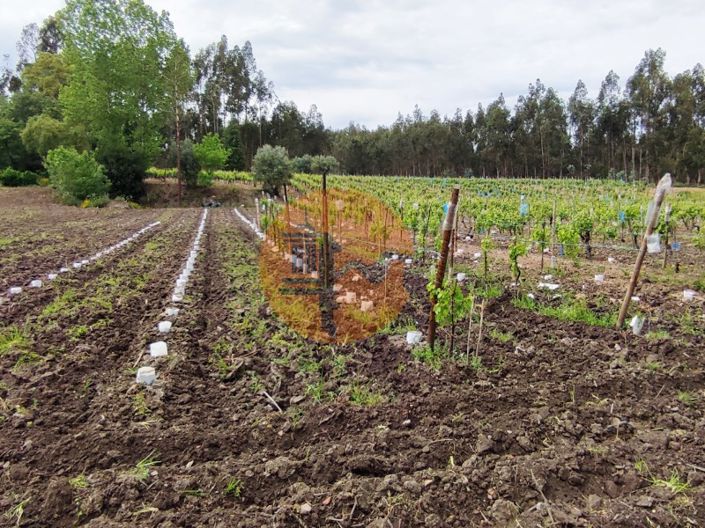 Image No.19-Terrain à vendre à Mealhada