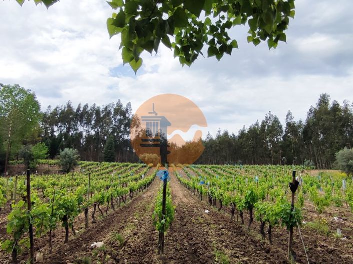 Image No.21-Terrain à vendre à Mealhada