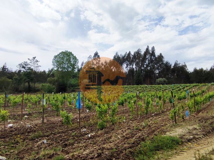 Image No.23-Terrain à vendre à Mealhada