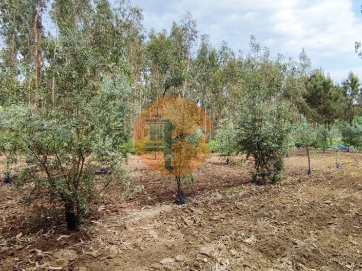 Image No.24-Terrain à vendre à Mealhada