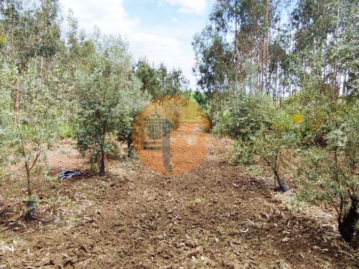 Image No.25-Terrain à vendre à Mealhada